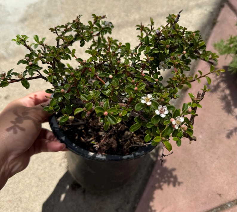 Cotoneaster Lowfast Ground Cover Plant in One Gallon Pot - Cotoneaster dammeri 'Lowfast' - Evergreen, Dark Green Foliage