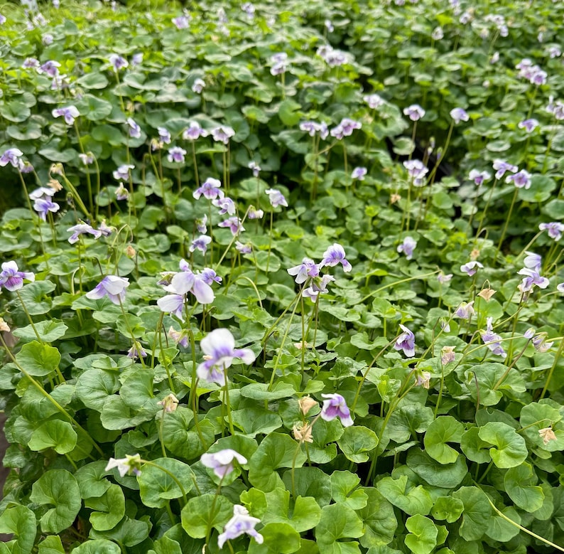 Tasmanian Violet Plant - 4 Inch or 1 Gallon - Violet-Purple Flowers, Easy Care Groundcover, Viola banksii