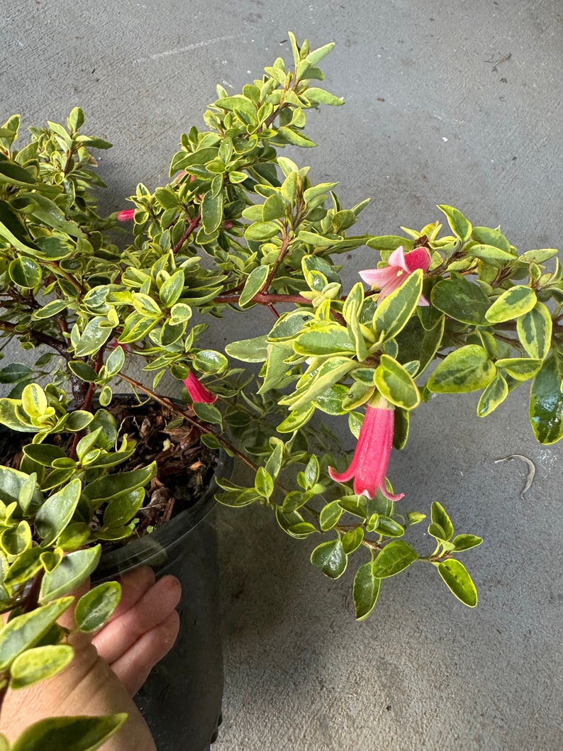 Correa Wyn's Wonder Variegated Plant - 1 Gallon Pot - Australian Fuchsia - Correa 'Wyn's Wonder Variegated'