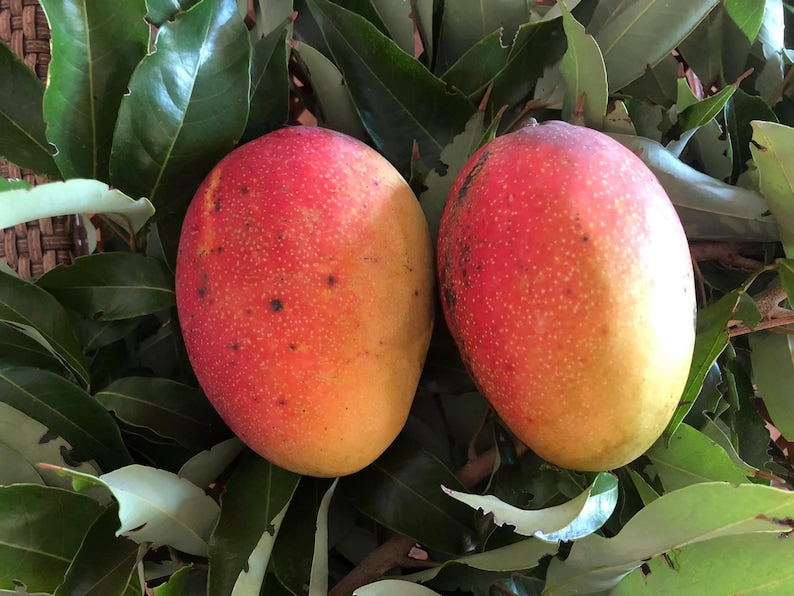 Glenn Mango Fruit Tree - Container Friendly, Sweet Yellow Flesh, Mangifera indica - Ideal for Warm Climates