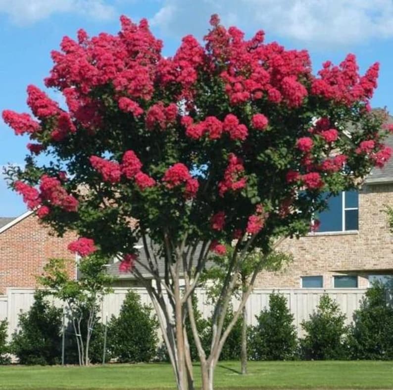 Crape Myrtle Tree - Red Rocket - Lagerstroemia indica 'Red Rocket' - Fast Growing with Deep Red Blooms - Perfect for Landscaping