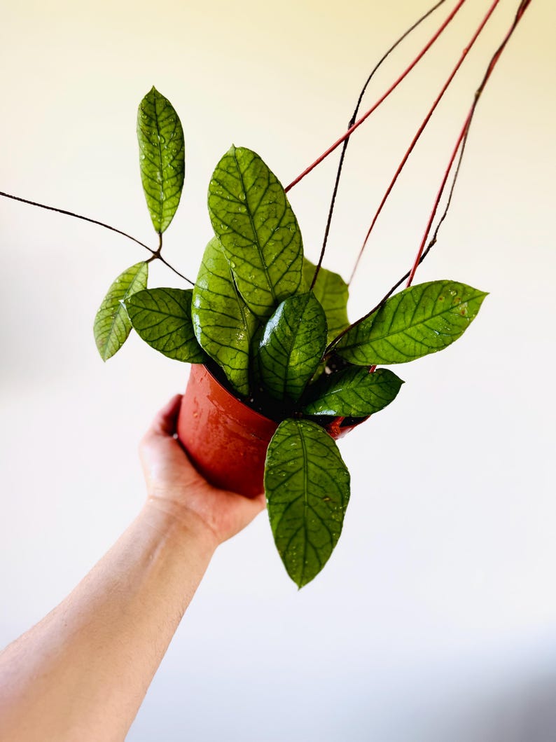 hoya plant hanging basket Hoya sp. Sabah EPC-961 Live Houseplant 6” Hanging Basket