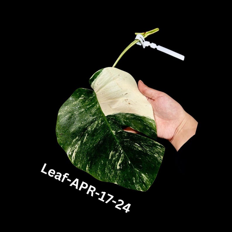 monstera albo cuttings Variegated Monstera Cutting - White Monstera Albo