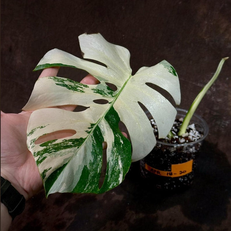 Variegated Monstera Albo Plant