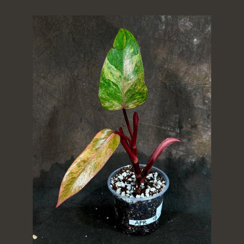 Variegated Philodendron Strawberry Shake Plant - Pink & Creamy Variegation - Live Indoor Houseplant - Philodendron Strawberry Shake