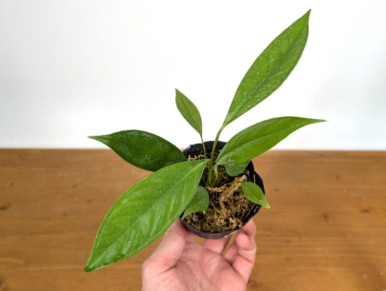 Anthurium Pallidiflorum Guazhalan Guayasa - 4" Juvenile Potted Plant - Tropical Houseplant - Anthurium pallidiflorum