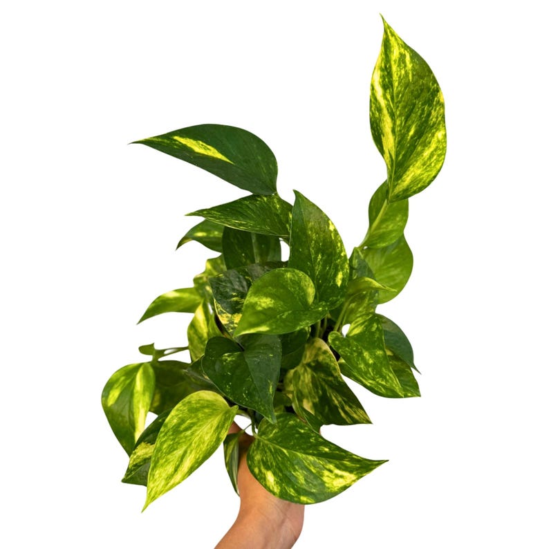 pothos air purifier Golden Pothos Plant 6" Grow Pot - Easy Care Indoor Houseplant - Air Purifier - Epipremnum aureum