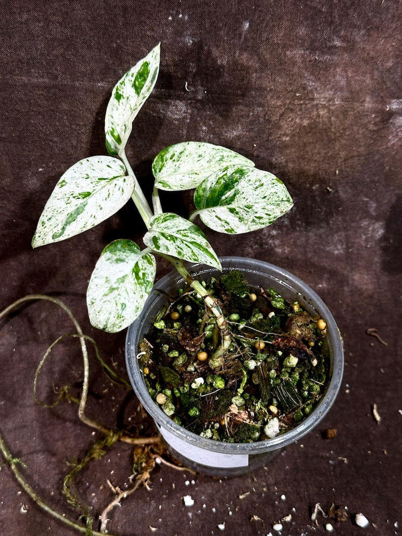 Epipremnum Pinnatum Albo Variegated Plant - Indoor Nursery Pot - Rare Tropical Houseplant - Epipremnum Pinnatum 'Albo'