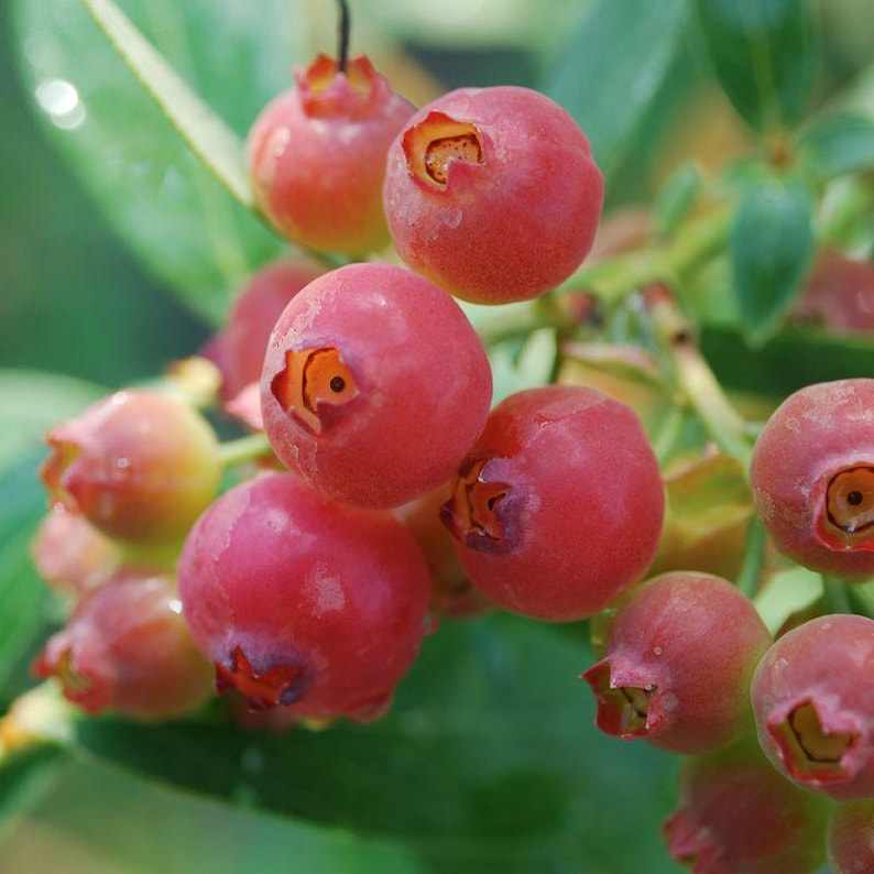 Pink Lemonade Blueberry Plant - Medium Rooted Self-Pollinating Shrub - Vaccinium 'Pink Lemonade' - Zones 5-8 - Edible Berries