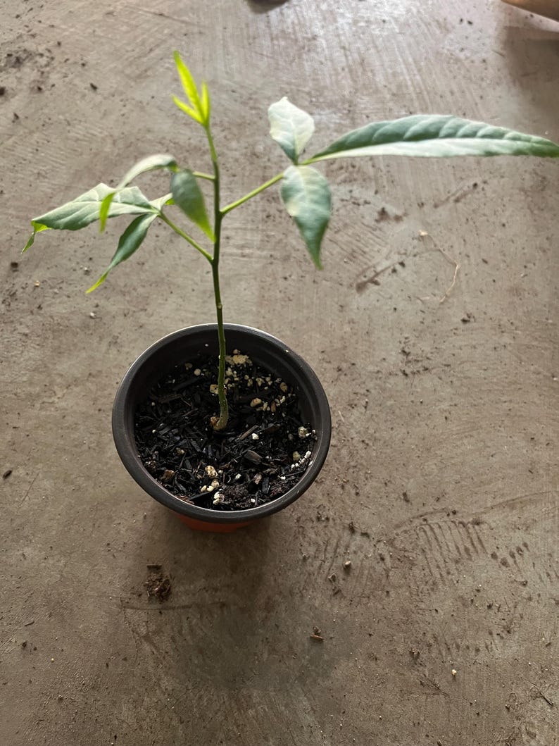 White Sapote Seedling in 4" Pot, Tropical Fruit Plant, Casimiroa edulis, 8-inch Live Plant, Edible Fruit Tree, Ornamental Foliage