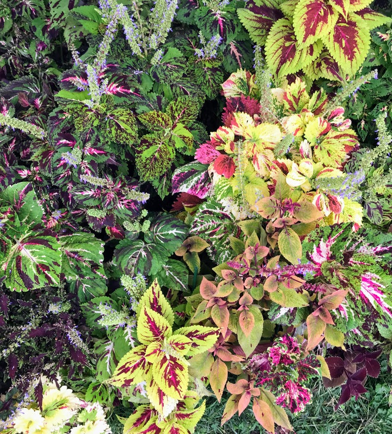 Coleus Seeds