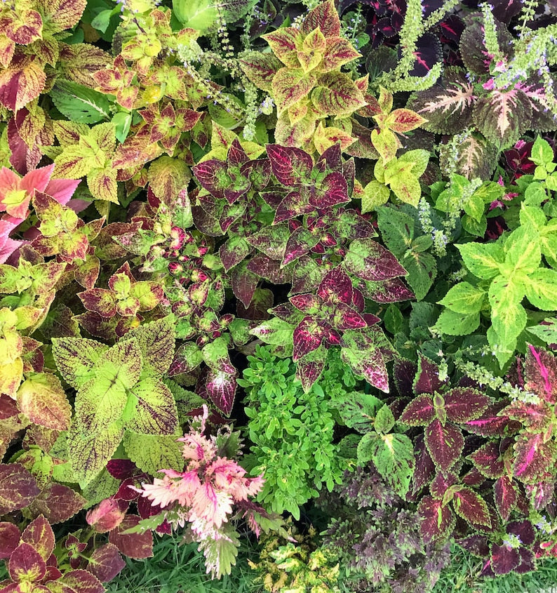 Coleus Seeds Patina Mix - Rare Ornamental Plant Seeds, Unique Weathered Color Effects, Non-GMO, Indoor/Outdoor Gardening, Solenostemon