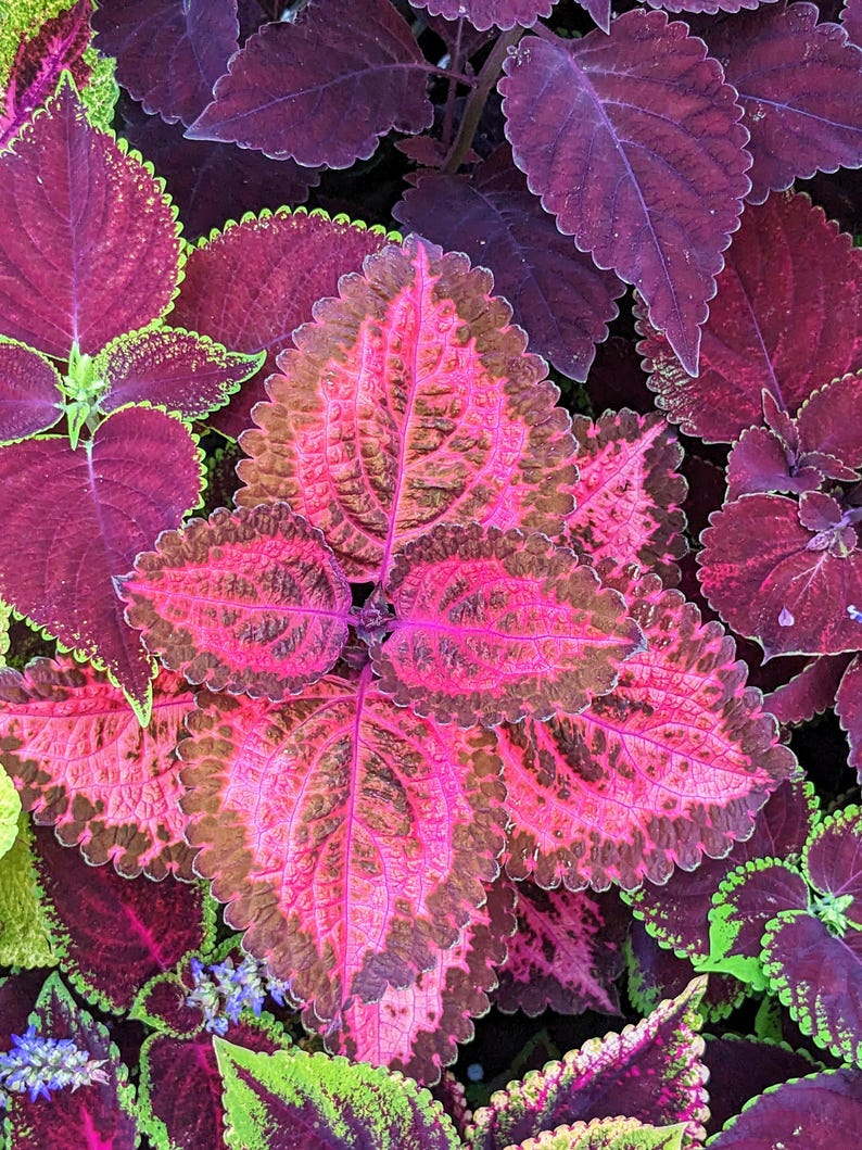 Waffled Mix Coleus Seeds Packet - Rare Ornamental Plant for Indoors & Outdoors, Unique Textured Foliage, Solenostemon Variety