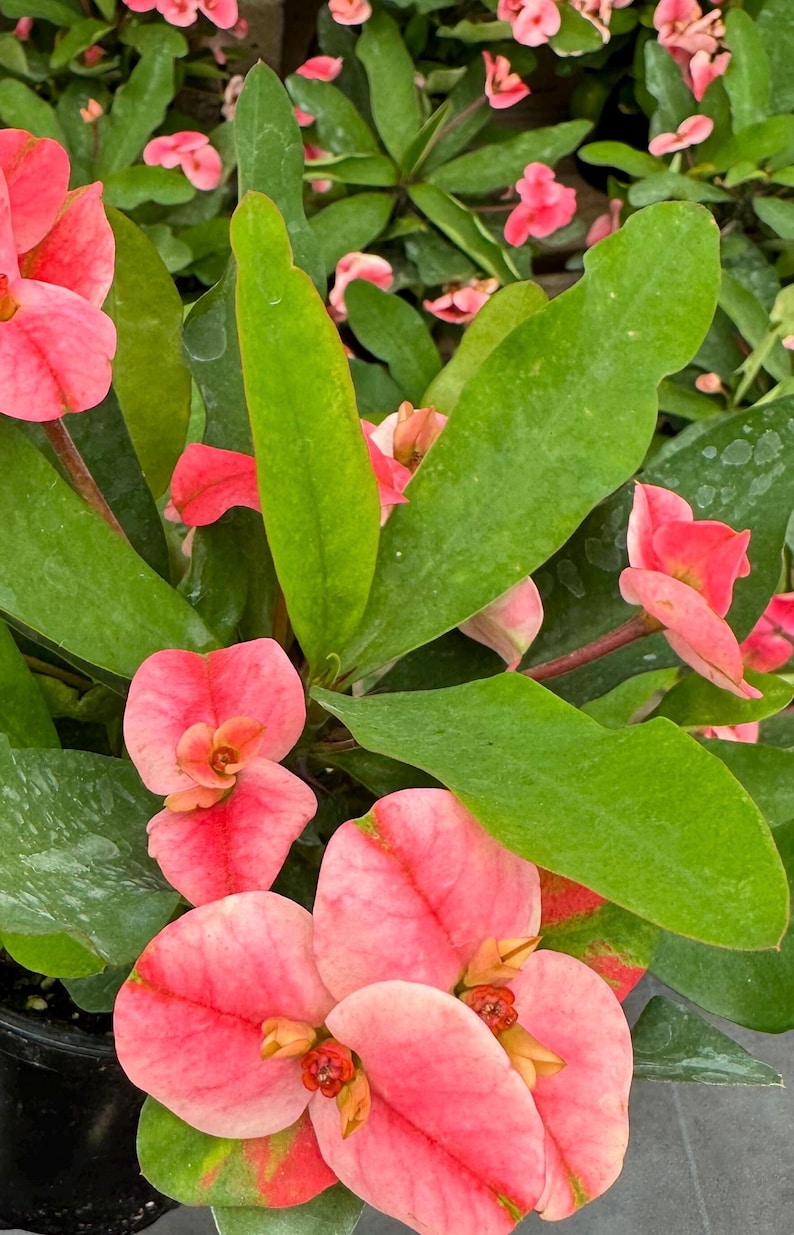 Crown of Thorns Plant - 6 Inch Pot - Blooming Succulent - Euphorbia milii - Resilient Indoor Plant - Easy Care Succulent