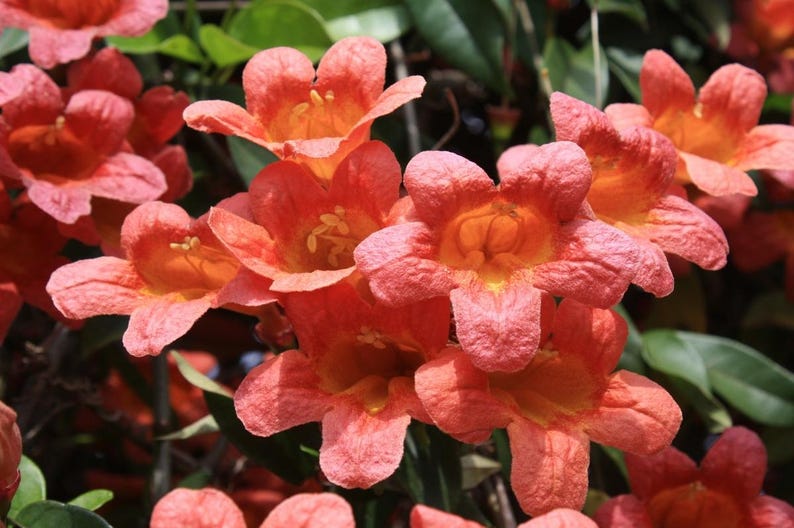 Tangerine Beauty Crossvine Live Plants – Pack of 2 – Vibrant Orange Blooms – Bignonia capreolata – Climbing Vine for Gardens