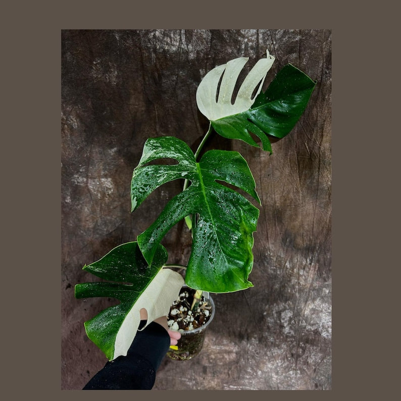 monstera deliciosa albo half moon Variegated Monstera Albo Plant - Rare White Monstera Borsigiana