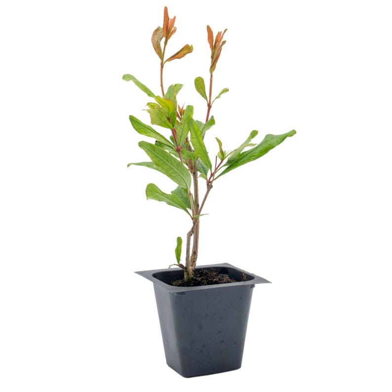 Pomegranate Sapling 2.5-inch Cube Wonderful Variety Punica Granatum 'Wonderful' Deciduous Fruit Tree Ready to Plant