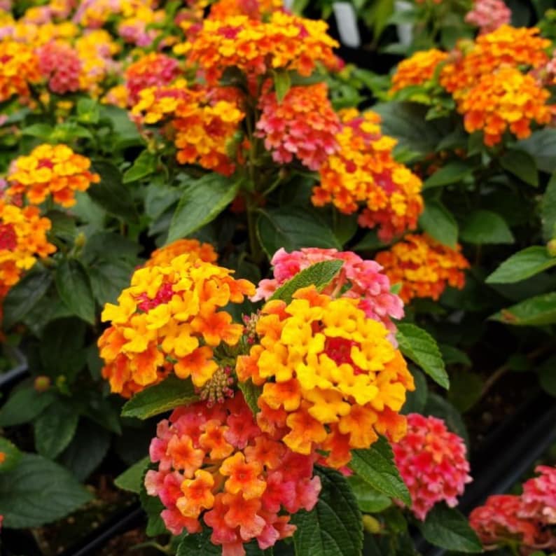 Lantana Starter Plants Pack of 2 | Bright Orange Blooms | Butterfly Attracting | Drought-Tolerant | Lantana camara