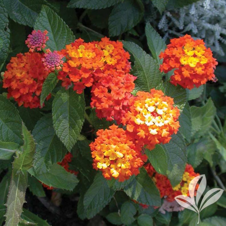 Lantana "Confetti" Live Starter Plants | 4-6 Inches | Multicolored Blooms | Attracts Butterflies | Drought-Resistant | Pack of 2