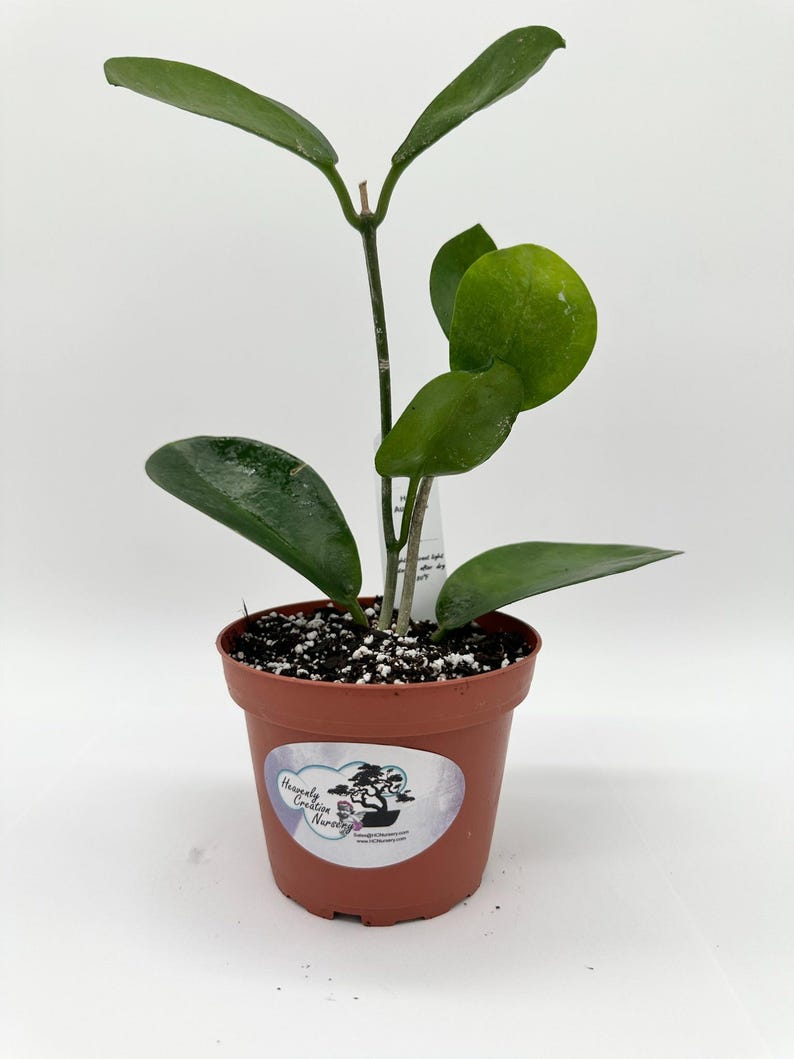indoor plant with star-shaped leaves 4" Live Hoya Plant - Wax Plant - Fragrant Star Flowers