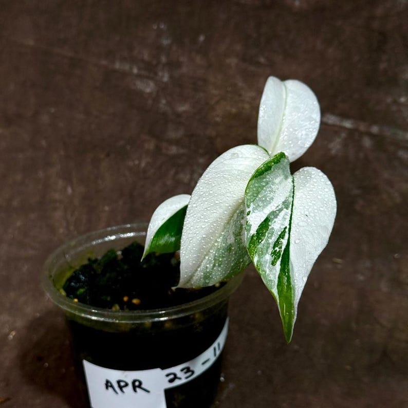 monstera deliciosa bulb Variegated Monstera Albo Plant - Rare White Borsigiana - Indoor Houseplant - Exact Plant from US Seller