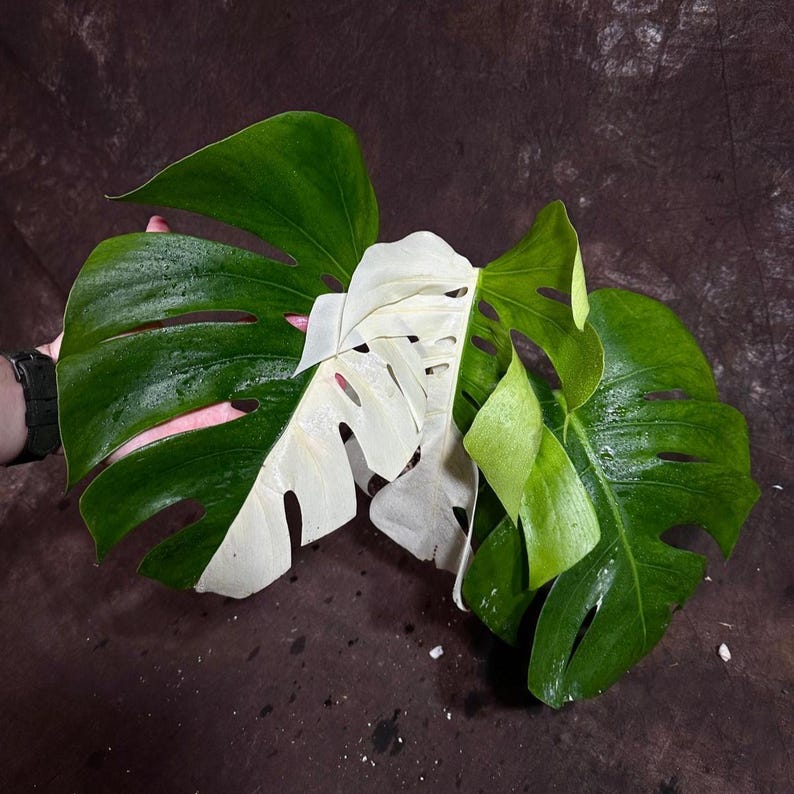 Variegated Monstera Albo Plant - Rare White Borsigiana Houseplant - Exact Plant - Indoor Tropical Greenery - Monstera Deliciosa