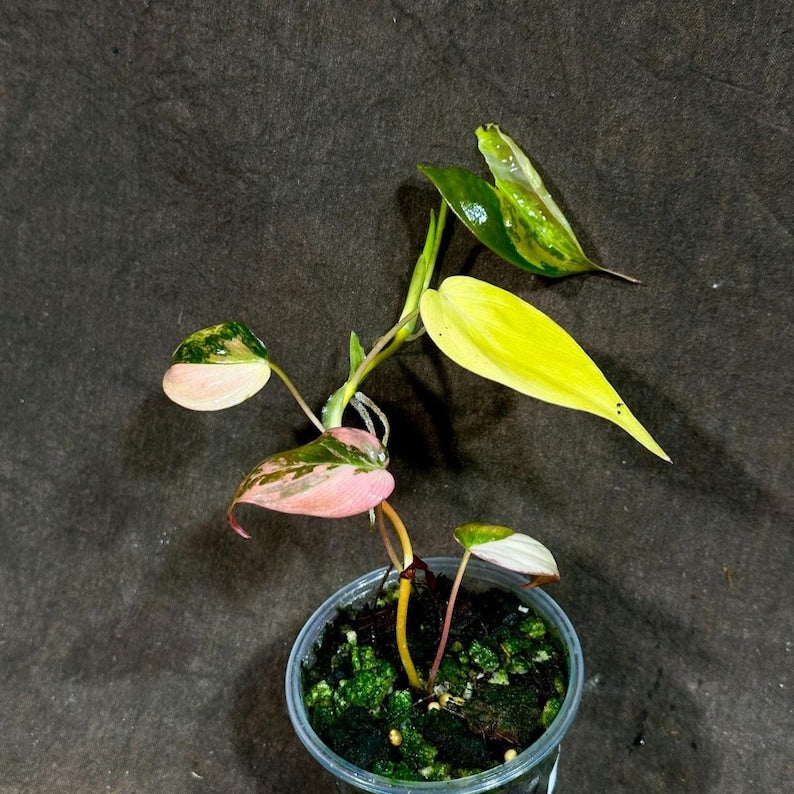 philodendron bulbs Philodendron Mican Variegated