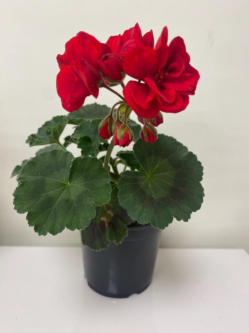 Pelargonium Geranium Zonale Red Plant in 4" Pot, Easy to Grow Red Flower Houseplant, Fragrant Perennial for Indoor/Outdoor