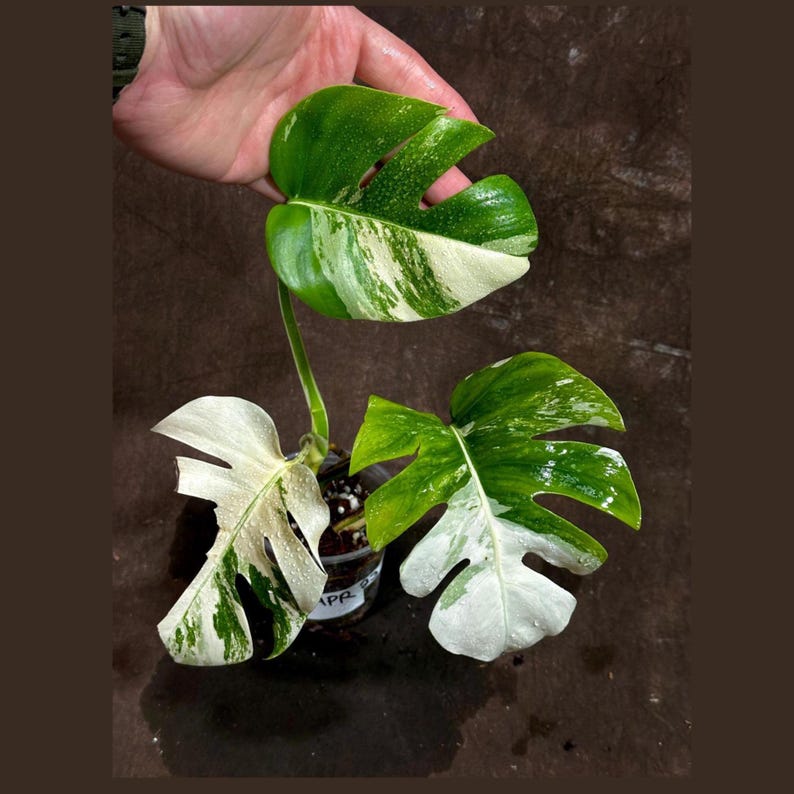 Variegated Monstera Albo Plant - Rare White Borsigiana - Exact Plant - Indoor Houseplant - US Seller - Unique Leaf Variegation