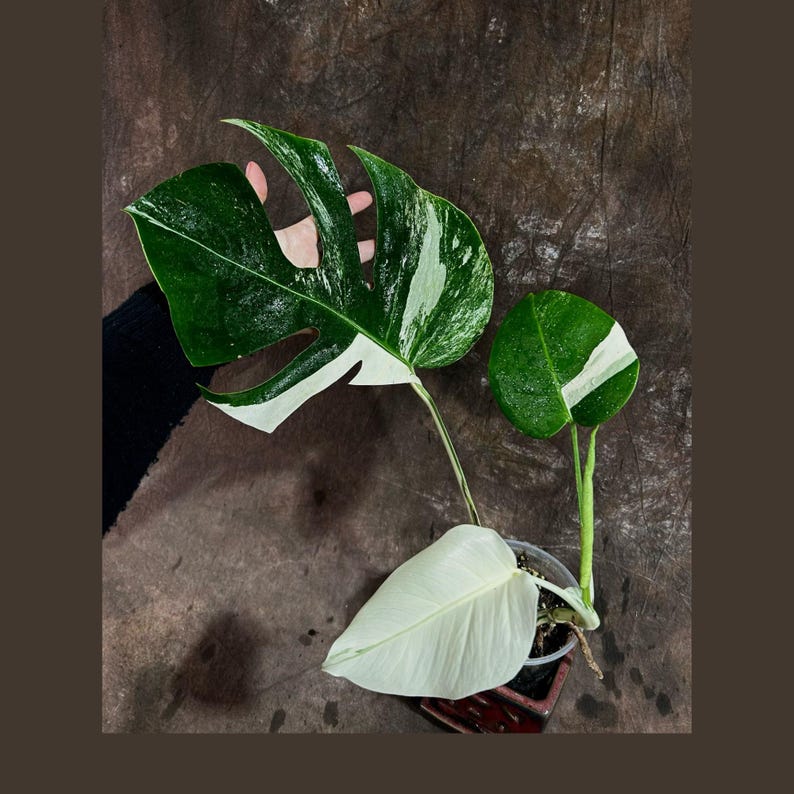 monstera deliciosa albo seeds Variegated Monstera Albo Plant - Rare White Borsigiana - Indoor Houseplant - Exact Plant - US Seller