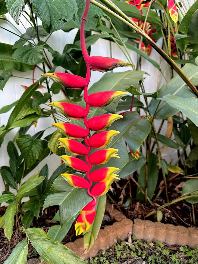 Heliconia Lobster Claw Rhizome - Tropical Bare Root Plant - Heliconia Rostrata - Grown with Care from Florida