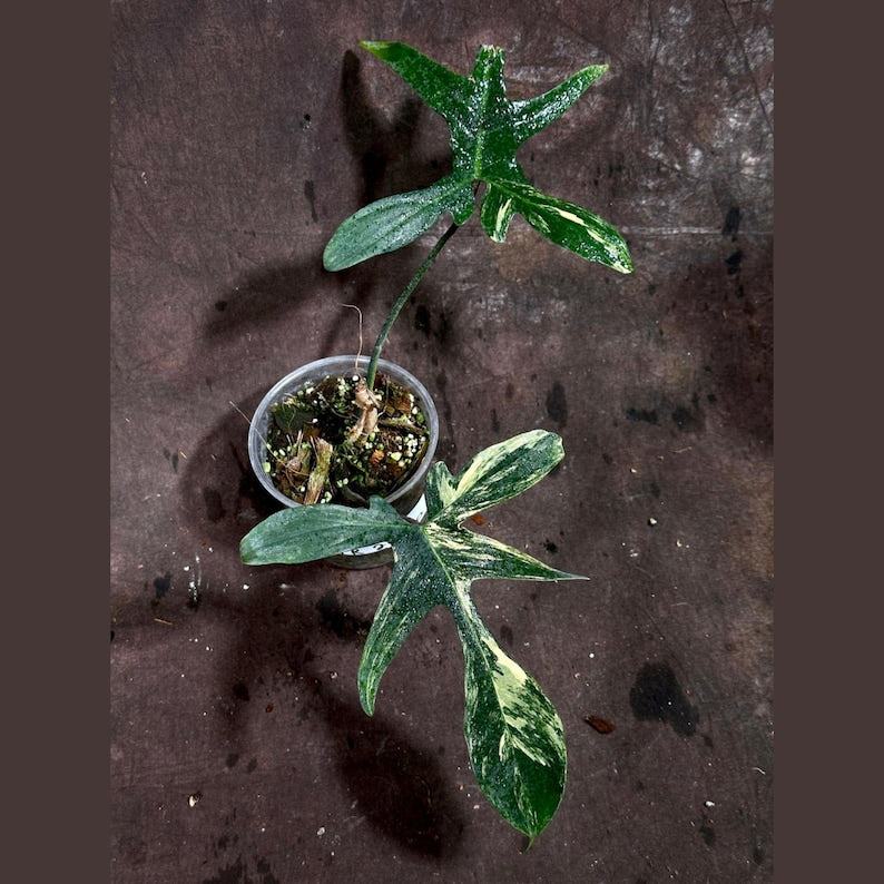 Variegated Philodendron Florida Beauty Plant in Nursery Pot - Rare Indoor Collector Plant - Philodendron 'Florida Beauty'