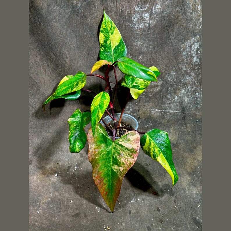 Variegated Philodendron Strawberry Shake Plant - RARE Pink Collector Plant - Live Indoor Houseplant - Philodendron Strawberry Shake
