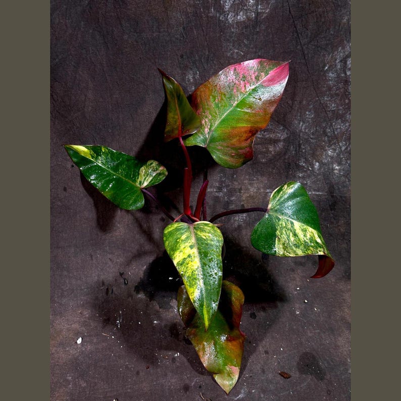 philodendron strawberry shake seeds Variegated Philodendron Strawberry Shake Plant - Pink & Cream Foliage - Rare Collector Plant