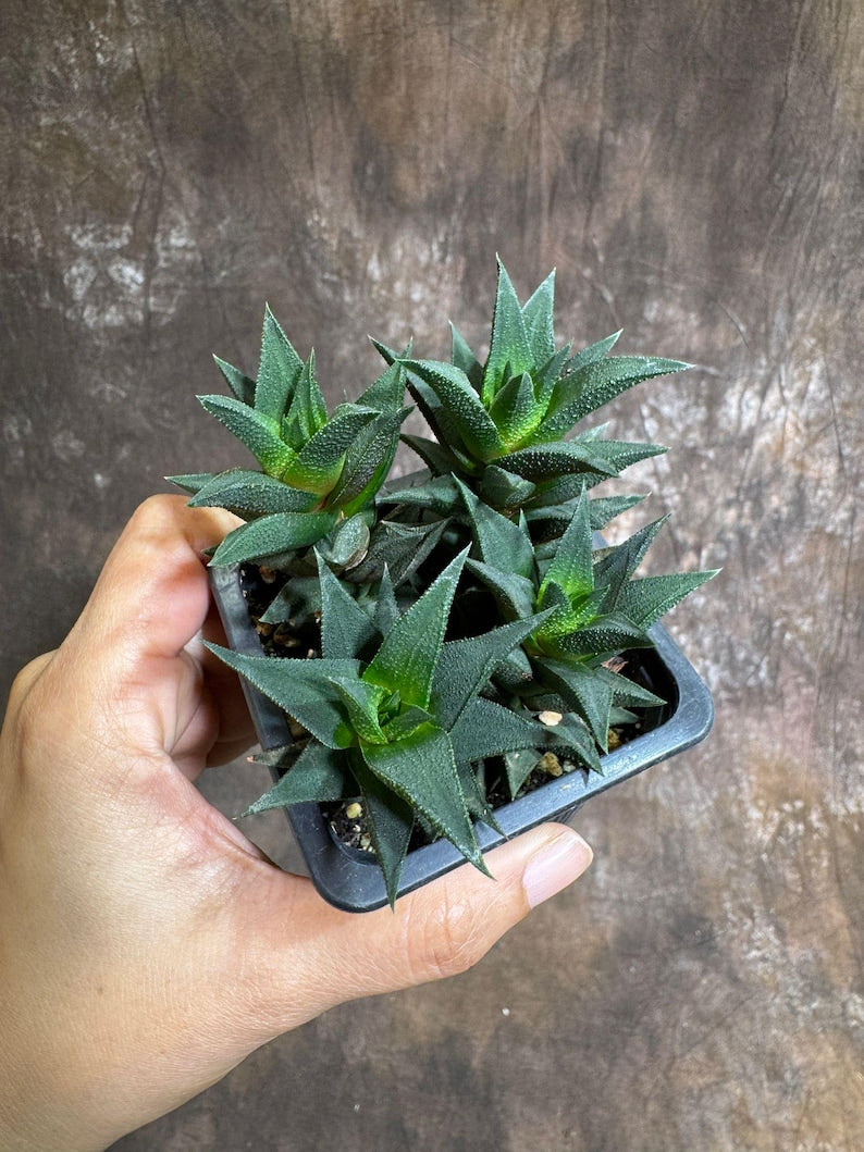 Haworthia Tortuosa Succulent in 3" Pot - Mini Indoor Cactus - Low Maintenance Houseplant - Rare Architectural Plant