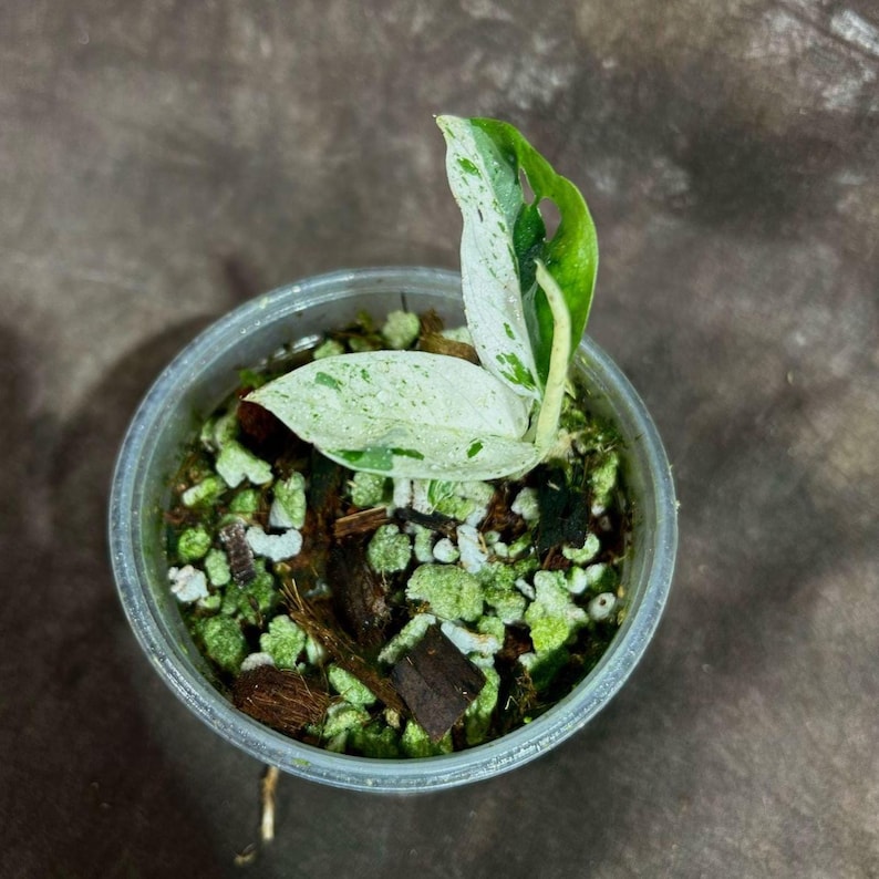 Epipremnum Pinnatum Albo Variegated Plant in Pot - Indoor Tropical Vining Plant - Rare Houseplant - US Seller - Epipremnum Pinnatum 'Albo'