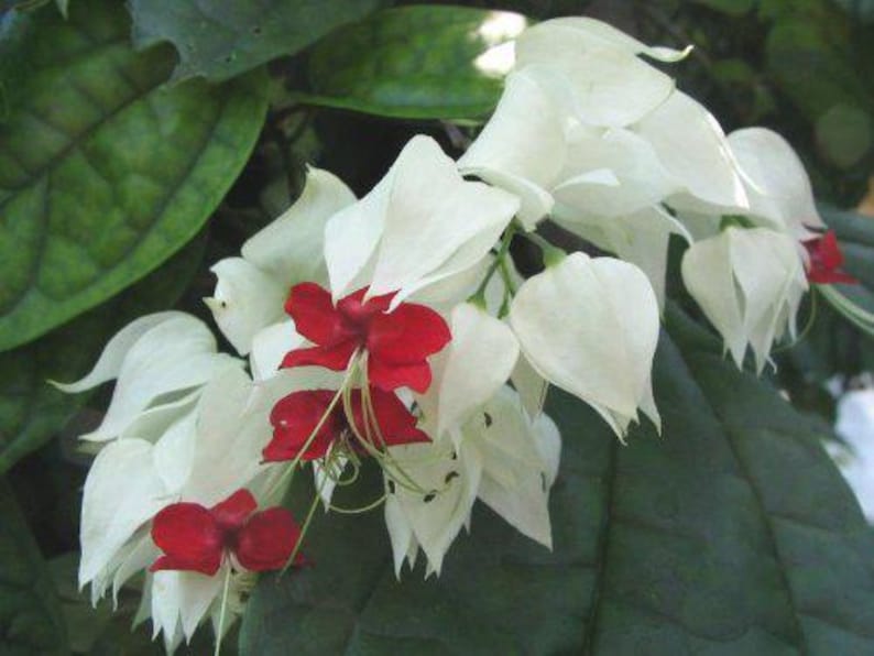 Bleeding Heart Vine Plant - White Flowers with Red Center - Clerodendrum thomsoniae - 4 Inch Starter Size, Well-Rooted