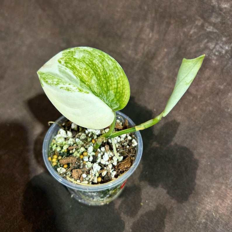 Potted Variegated Scindapsus Jade Satin Plant | 1 Leaf | Scindapsus pictus 'Jade Satin' | Indoor Houseplant - US Seller