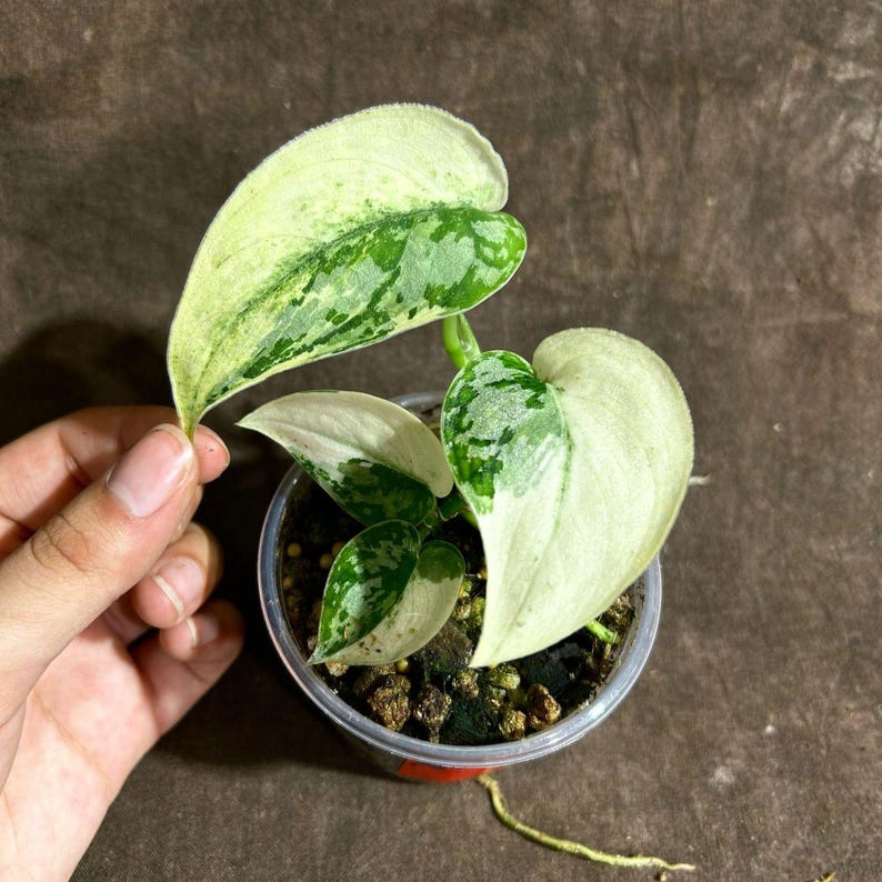 Variegated Scindapsus Pictus 'Jade Satin' Plant in Nursery Pot | Rare Collector Houseplant | Heart-Shaped Leaves