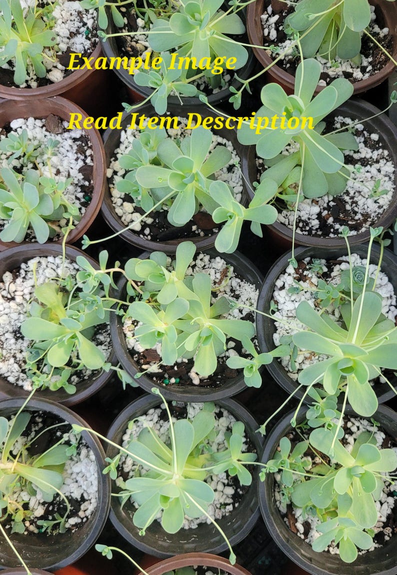 Orostachys Iwarenge Starter Plant - Chinese Dunce Cap in 4" Pot - Succulent for Indoor/Outdoor Gardens