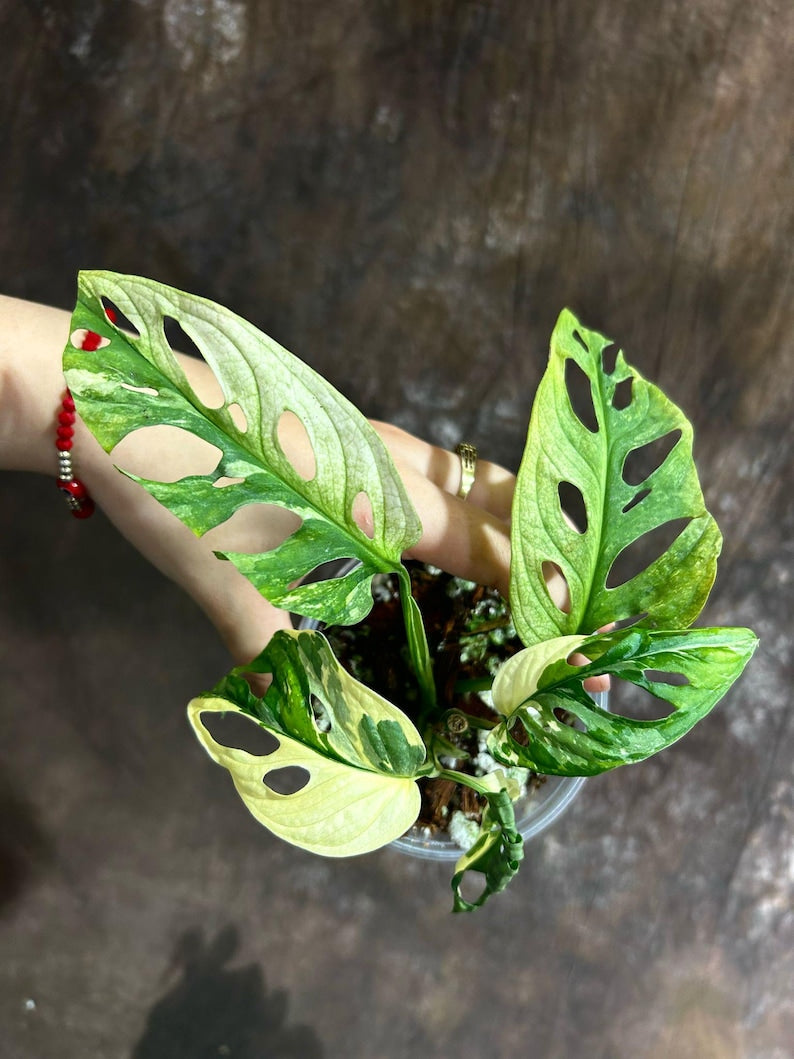 monstera adansonii indonesia Variegated Monstera Adansonii Mint Plant - Live Rare Indonesian Marble - Perfect for Beginners