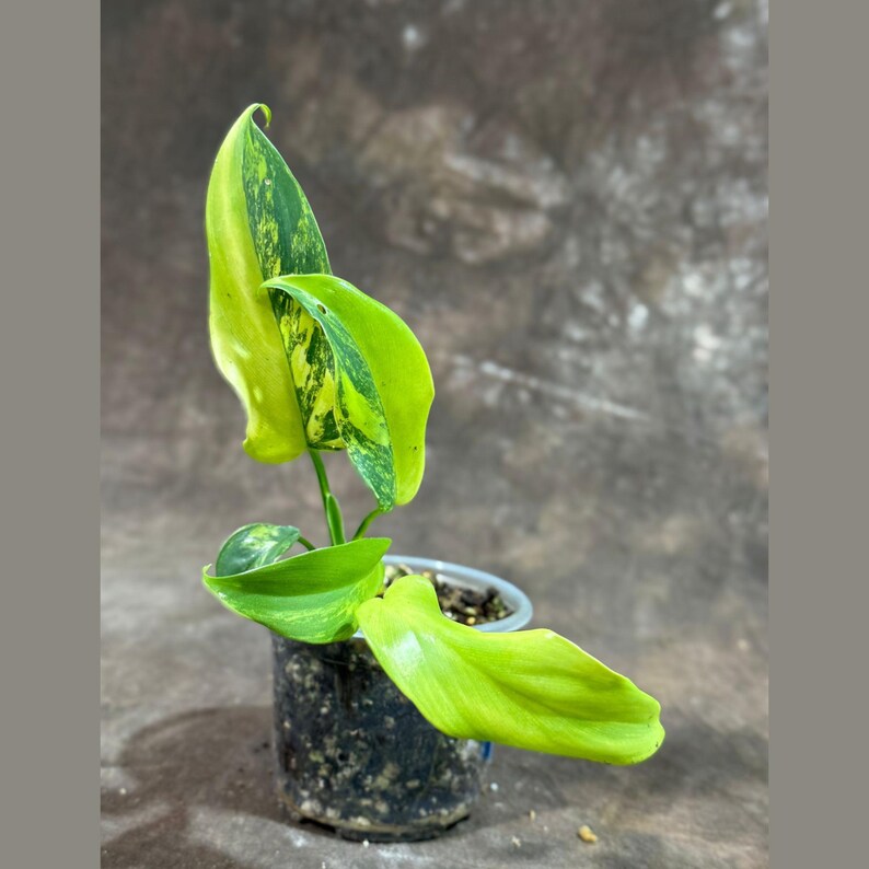 Variegated Philodendron Bipennifolium Plant in Nursery Pot - Rare Horsehead Philodendron - Live Indoor Aroid Plant