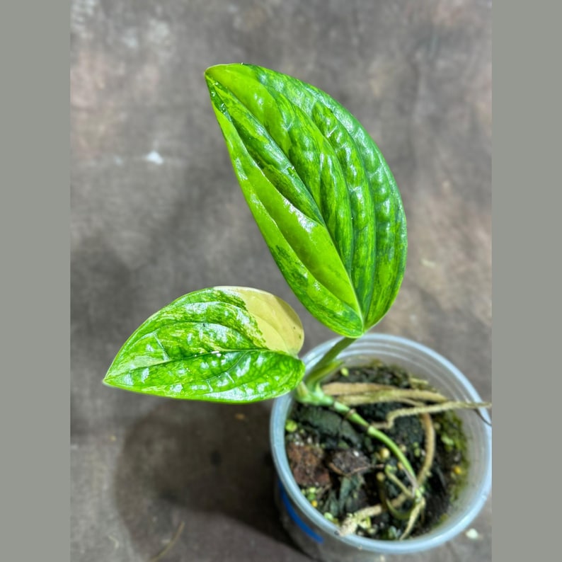 do monstera plants purify air Variegated Monstera Peru Plant in Nursery Pot - Rare Air Purifying Houseplant - Beginners Friendly