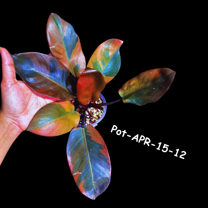 black cardinal philodendron buy Philodendron 'Black Cardinal' variegated *Growers Choice*