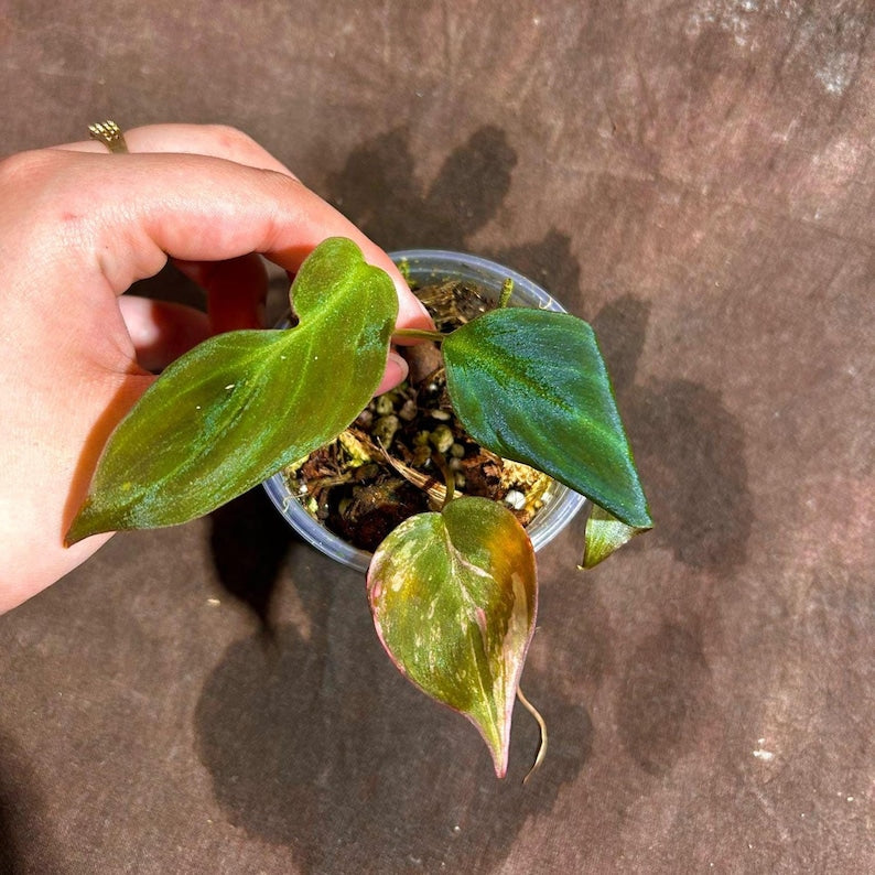 Rare Variegated Philodendron Mican Aurea Plant in Nursery Pot - Philodendron Micans "Aurea" - Live Houseplant for Collectors