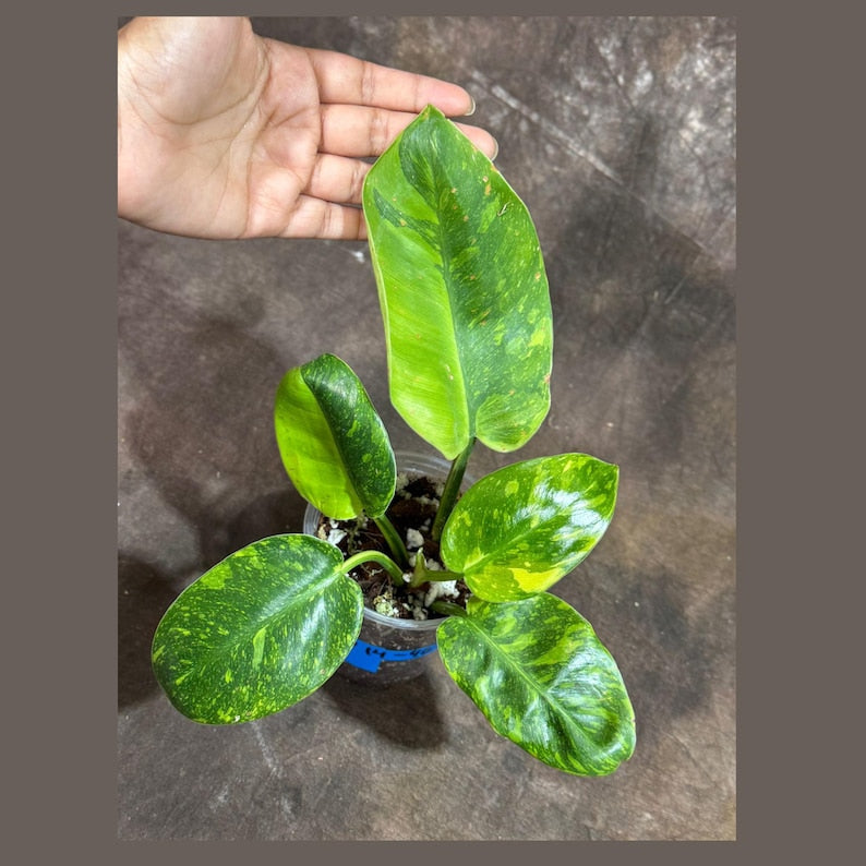 rare variegated house plants Philodendron Green Congo variegated TC Plantlet (Not marble) *Preorder*