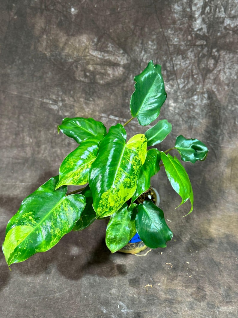 philodendron 'burle marx' Philodendron Burle Marx Variegated - Actual Plant - 6” Pot