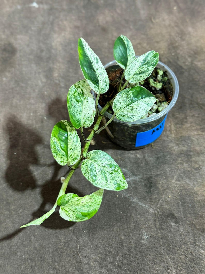 Rare Epipremnum Pinnatum Albo Variegated Plant in Nursery Pot - Indoor Vining Plant - US Seller - Epipremnum Pinnatum 'Albo'