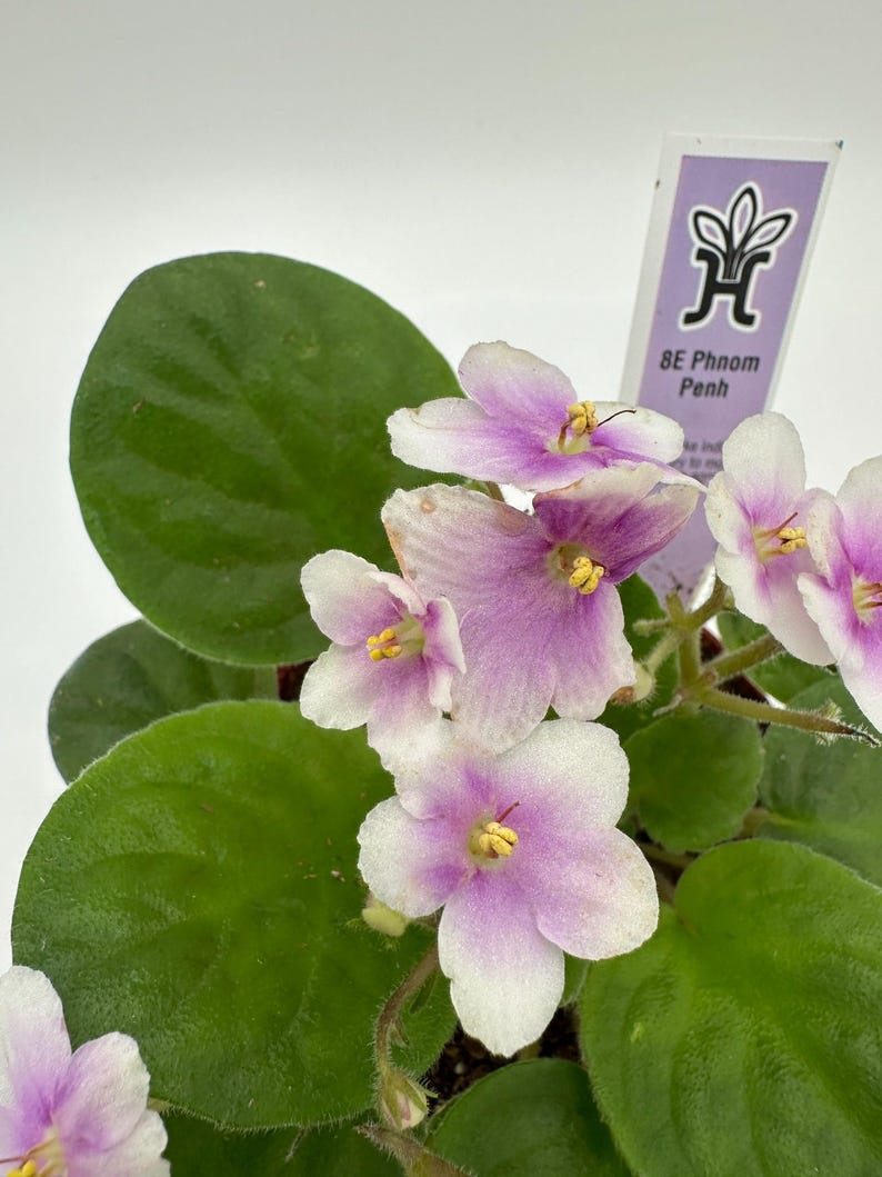Live African Violet 4" - 8E Phnom Penh - Vibrant Flowering Houseplant (Saintpaulia) - Indoor Plant Ideal for Home Decor
