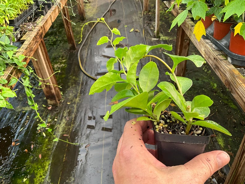 Madeira Vine Plant - 2.5" Pot - Anredera cordifolia - Nutrient-Dense Edible Vine - Free Shipping on Orders Over $35